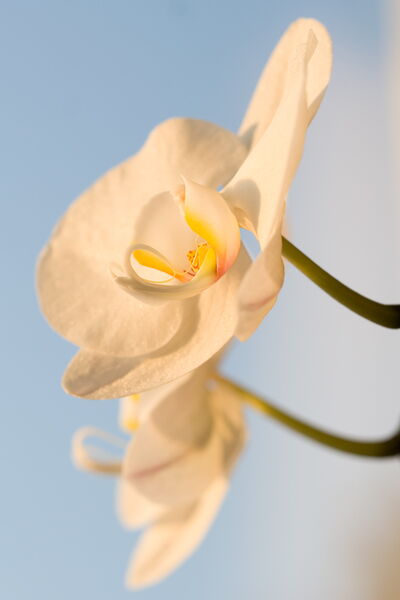 Orchideen